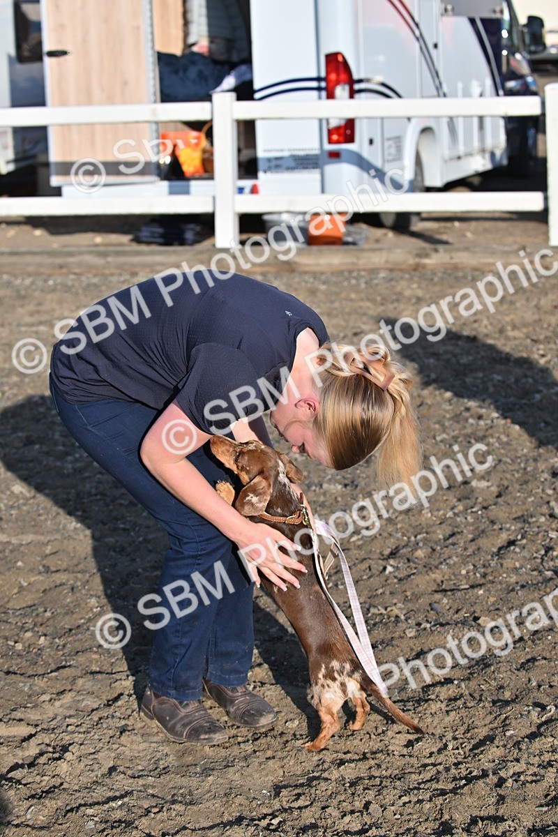 SBM_09403 - Lorry Dogs