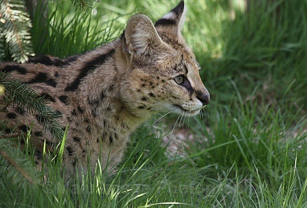 280 MALAWI - BIG CATS