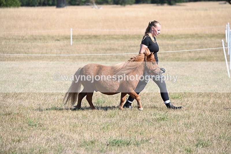 WJ6_7187 - Class 33 Rescue Pony