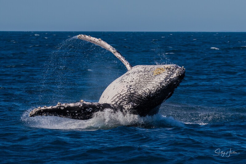 0A3A5618. Lazy Breach - 2023 Whale Photos