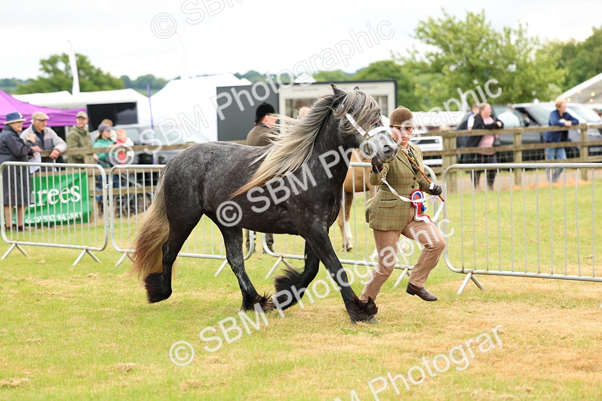 SBM_00640 - Class 58-67 - M&M Non Welsh Pony In hand