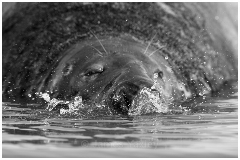 Snorting Seal - Nature in Black & White