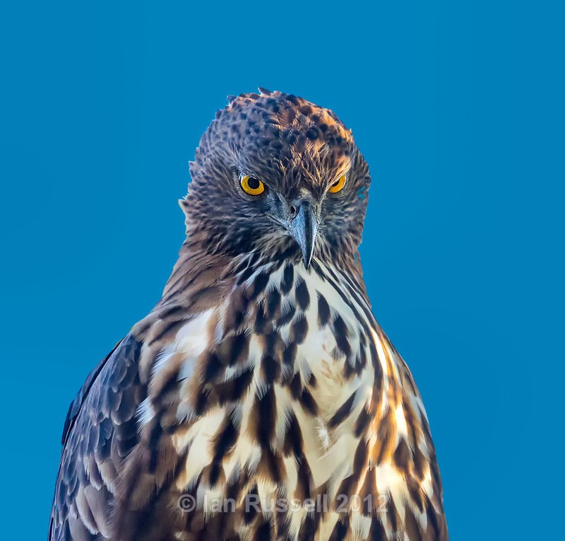  - Indian Safari 2017