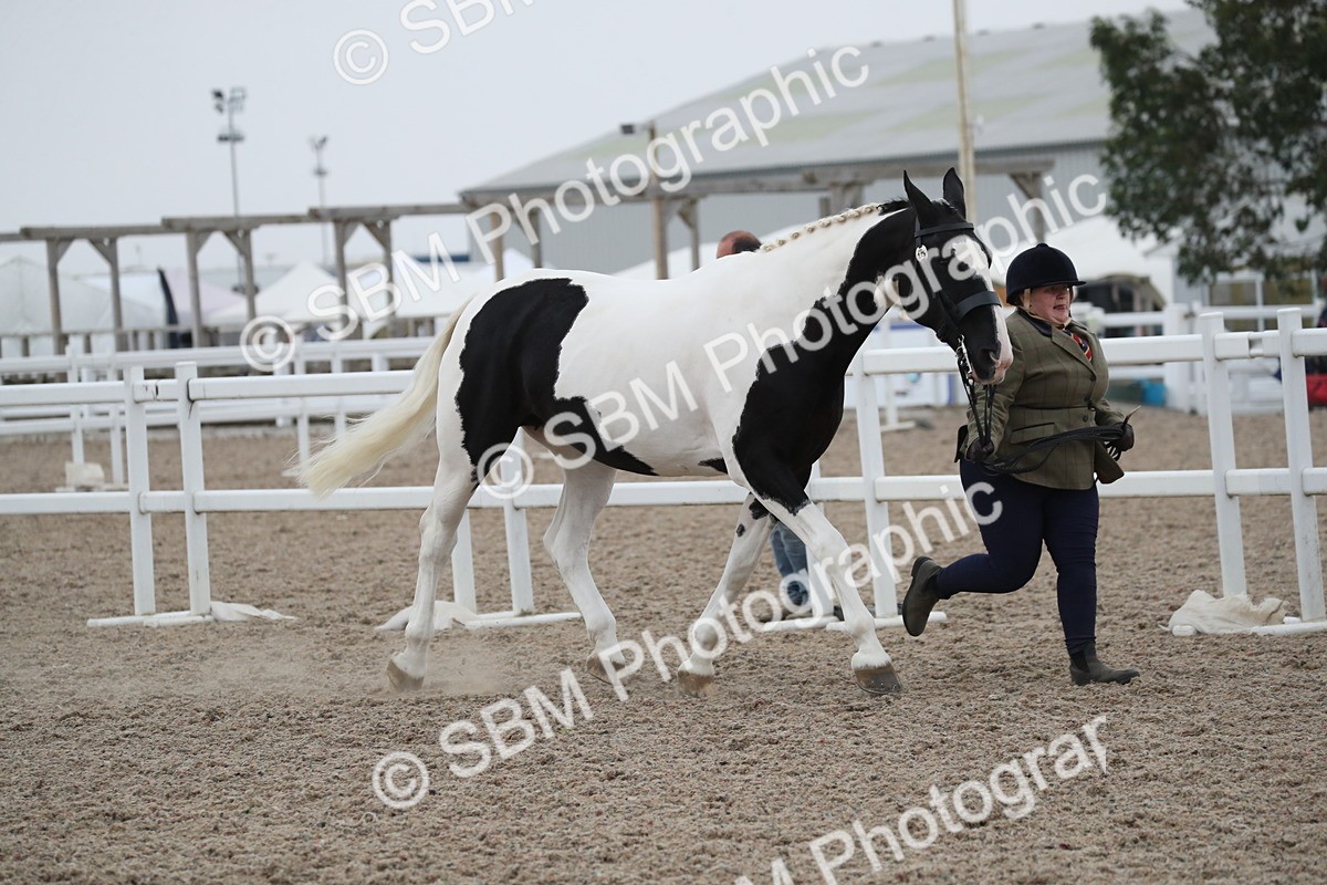 SBM_18361 - Class 318 IH Part bred Horse/Pony