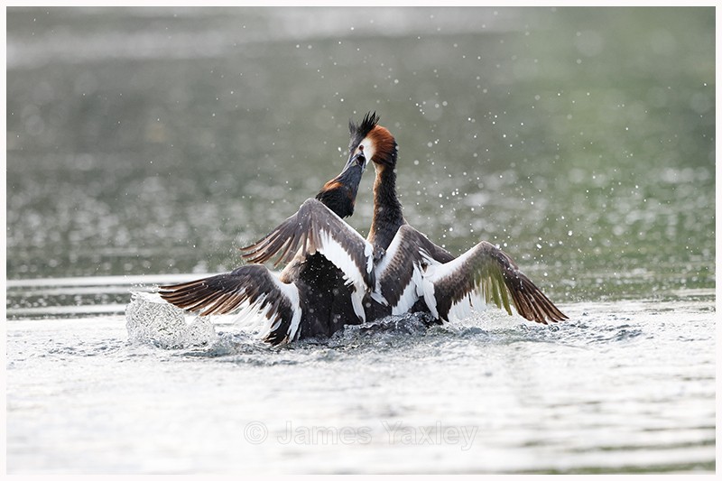 Fighting Grebes - Latest Work