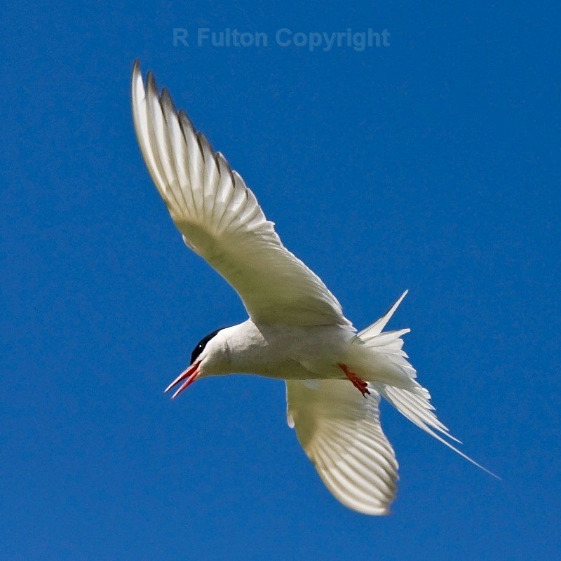Tern - Nature