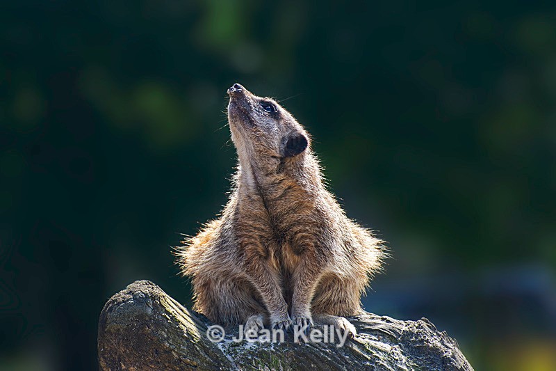 Meerkat - DSC_9590 - Meerkats