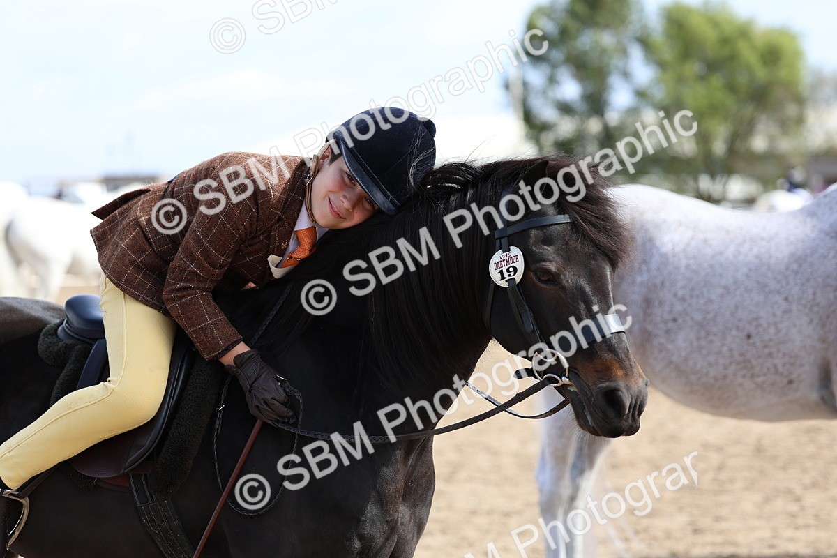 SBM_01920 - Class 18 - Handsomest Gelding - IH or Ridden