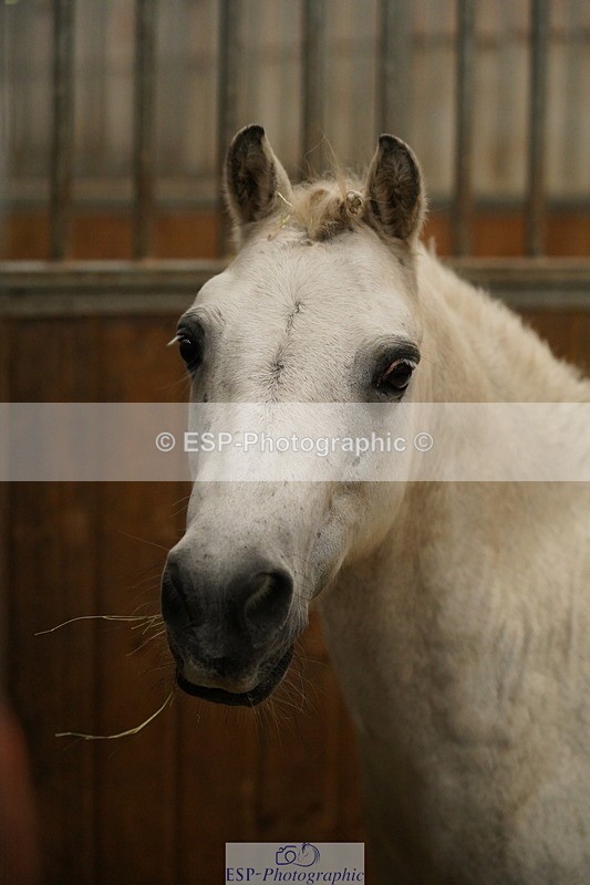 240809A-134812-01036 - Stable Shots