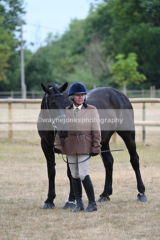 WJ7_9769 - Class 5a Most Handsome Gelding (above 14.2hh)