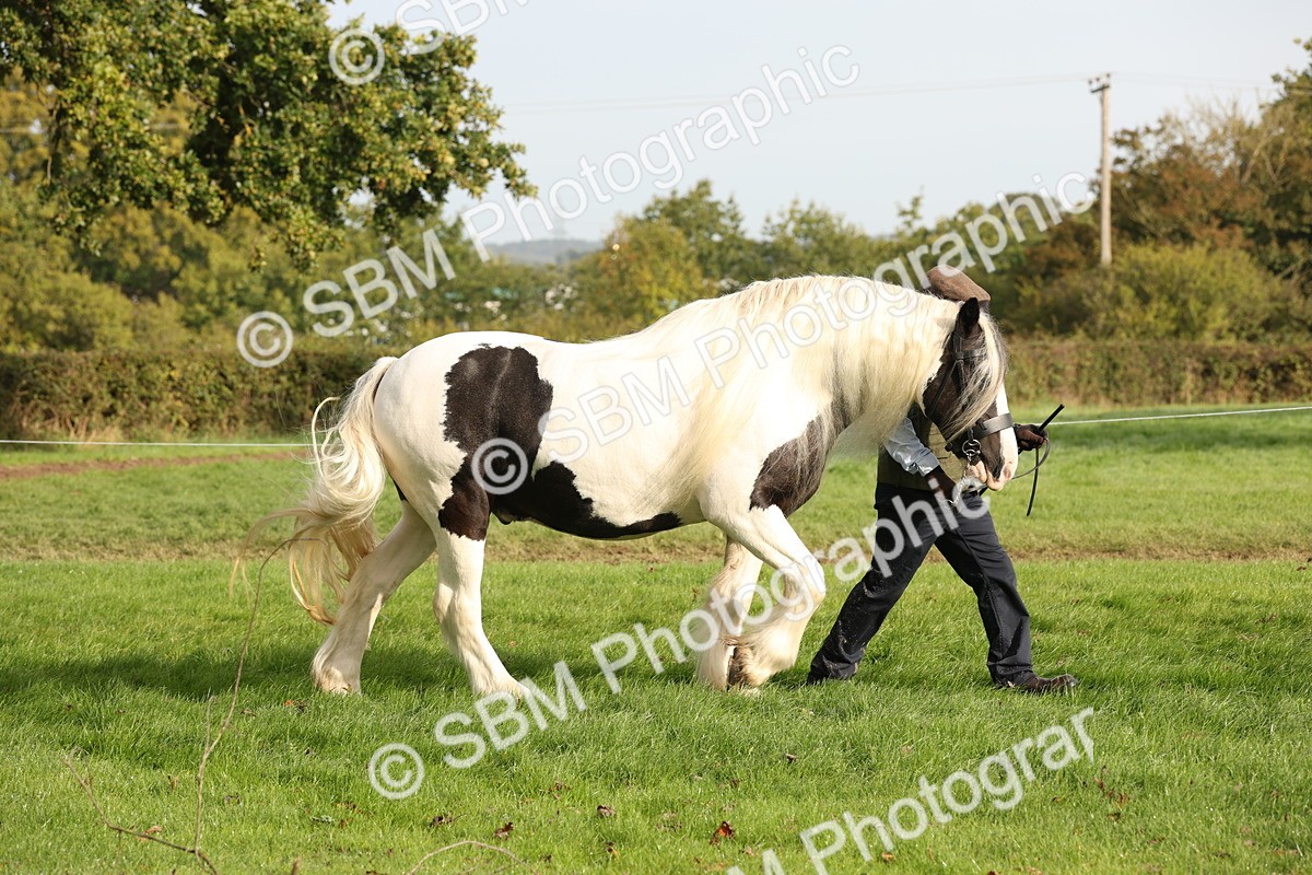 SBM_56774 - S54 - Piebald & Skewbald Horse In Hand