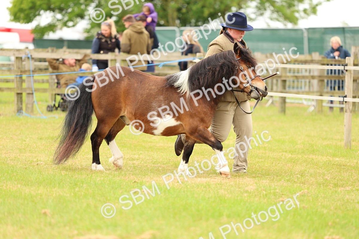 SBM_04362 - Class 64-67 - Shetland Pony In Hand