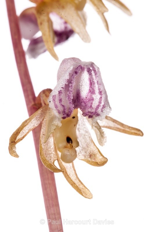  - WB: Orchids - Various