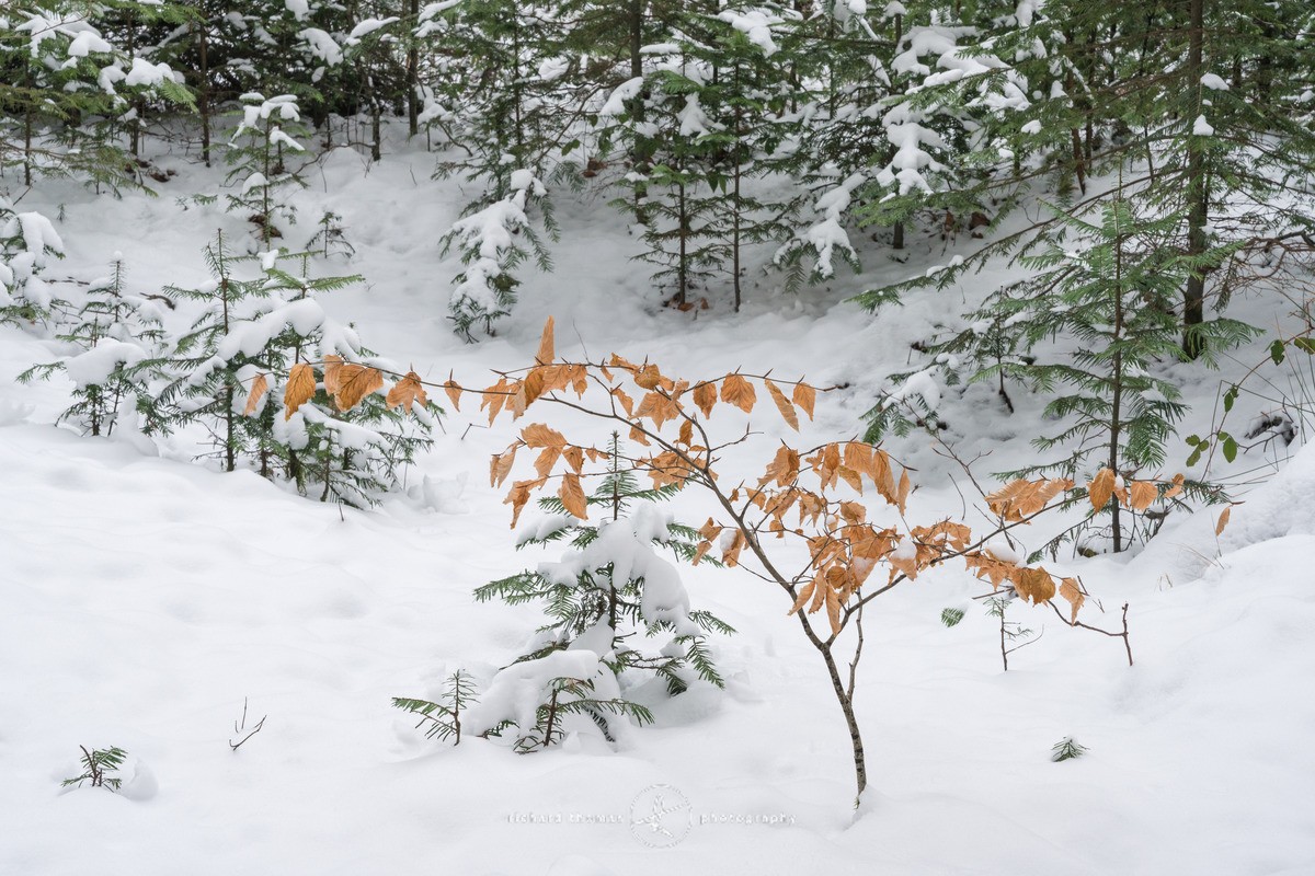 Perfect stranger - WINTER