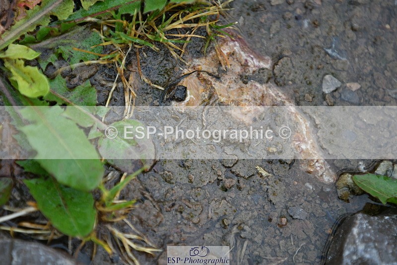 230708A-151124-03016 - Elementary 43