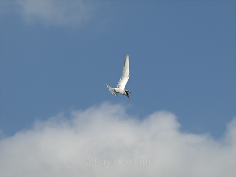  - Home in the Polder