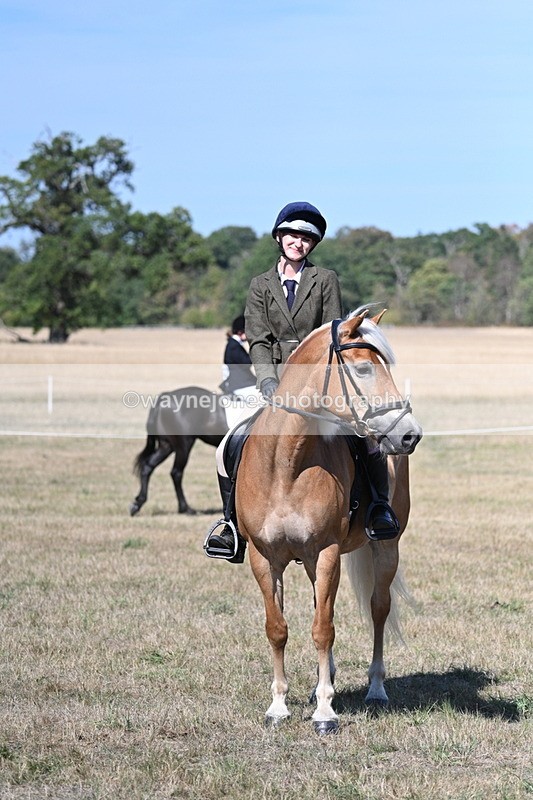 WJ7_1269 - Class 41 Prettiest Mare