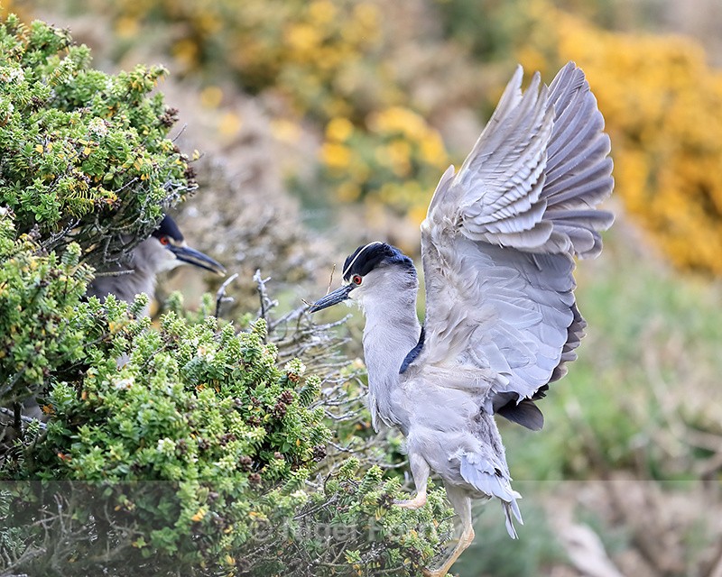 Black-crowned Night-Heron with raised wings, Carcass Island, Falklands - Black-crowned Night-Heron