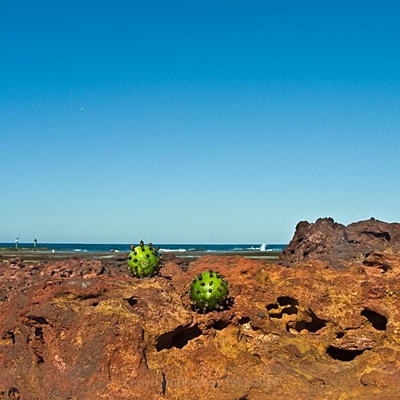  - STILL LIFE IN LANDSCAPE