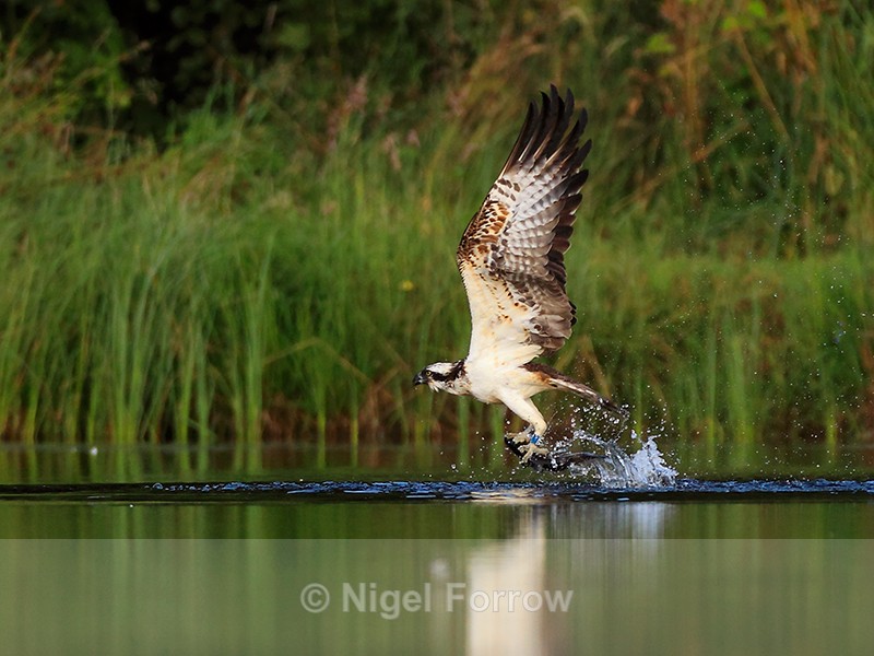 Rothiemurchus Osprey takes off with a fish - Osprey