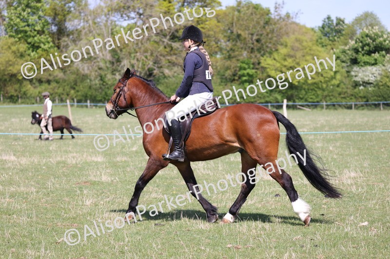 20250427-3204 - Class 33 - Best Pony 14.2hh and Under