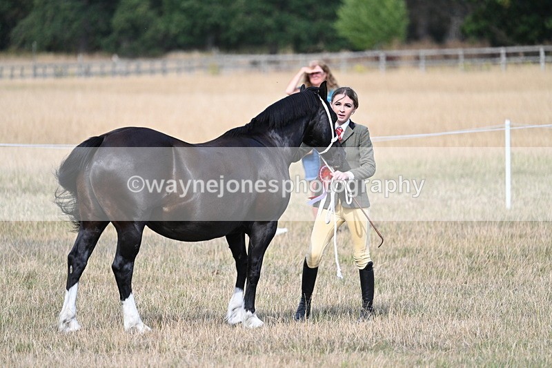 WJ7_8249 - In-hand Championship