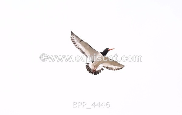 BPP_4446 - CANDIDS