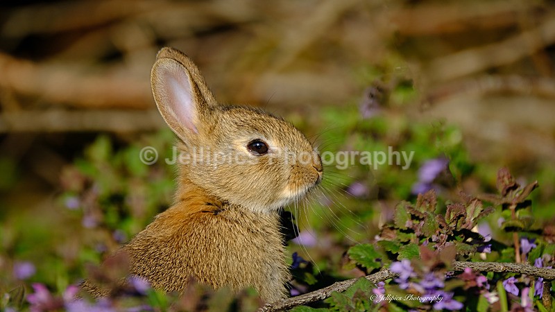  - Wildlife and Nature