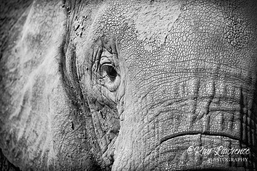 African Elephant -RLP_8337 - Wildlife - Other