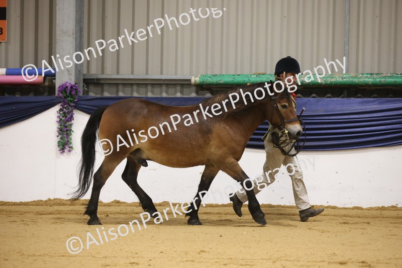 20260913-1011 - Class 109 - Bred On Exmoor In Hand