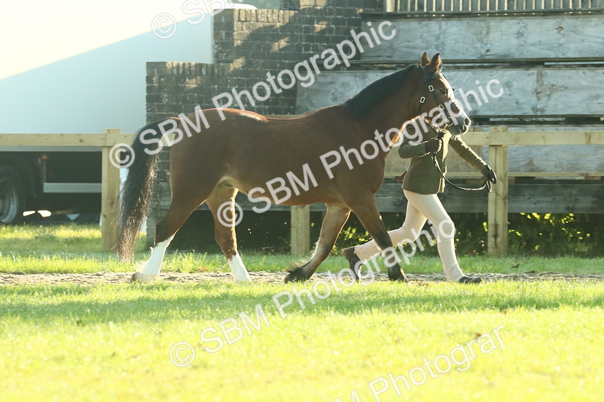 SBM_57352 - S37 - Starters In Hand Showing