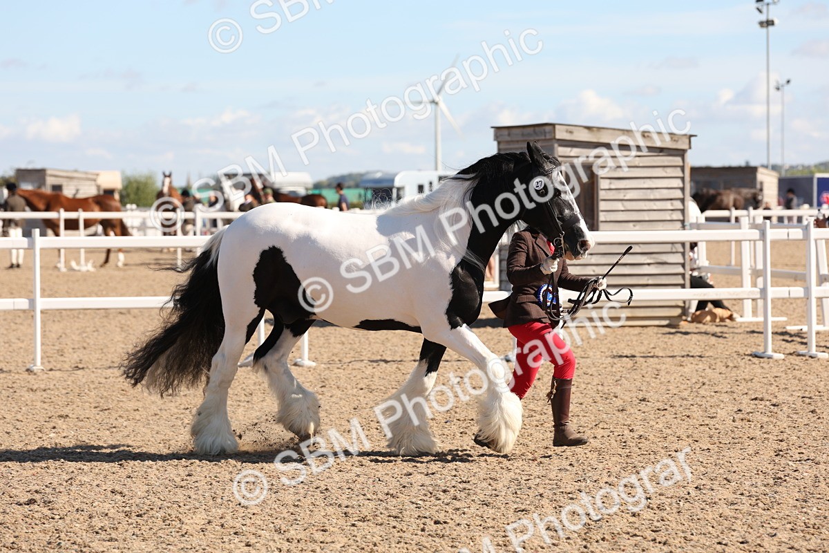 SBM_12974 - Class 206 - IH Non Show Type Pony