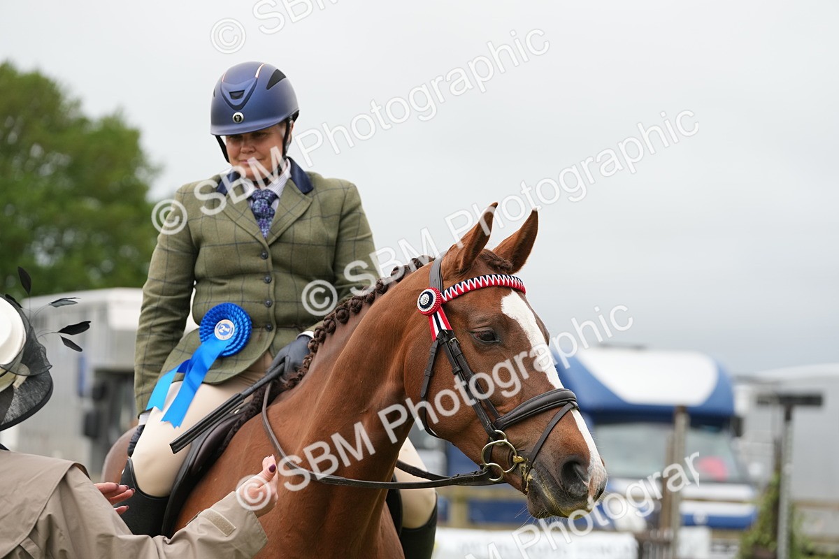 SBM_10651 - Class 97-98 - LIHS BSHA Rising Star Working Show Horse Hunter