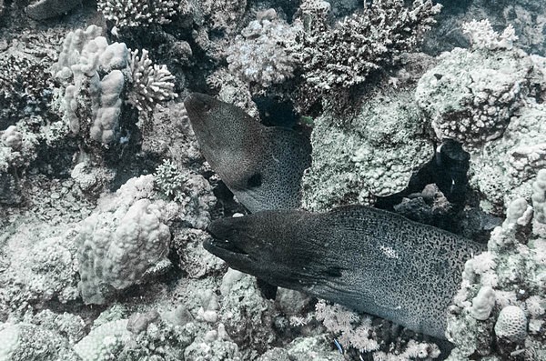 Moray Eels - Red sea Egypt