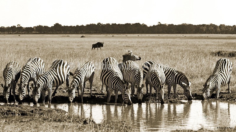 IMG_1138 Maasai Mara - Zebras