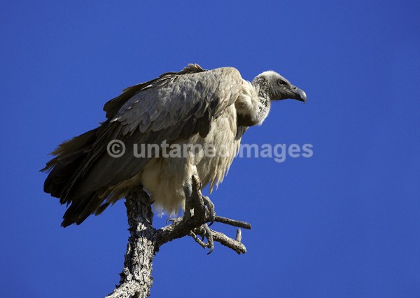 Griffon Vulture - Botswana