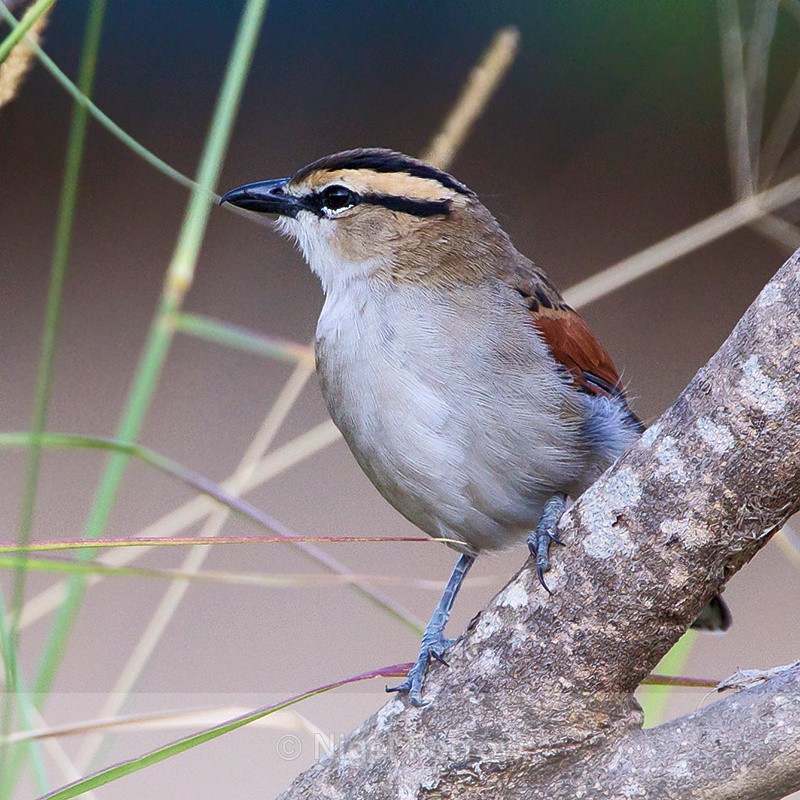 Brown-crowned Tchagra perched on a branch - Brown-crowned Tchagra