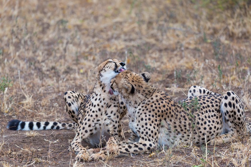 Cheetah Clean 4