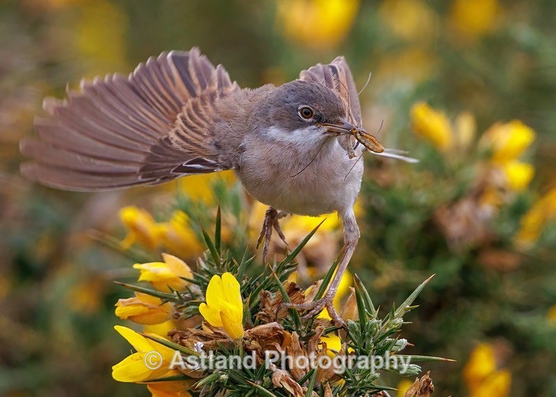 Whitethroat - Latest Images
