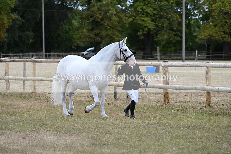 WJ7_8860 - Class 4a Prettiest Mare 14.2hh and over