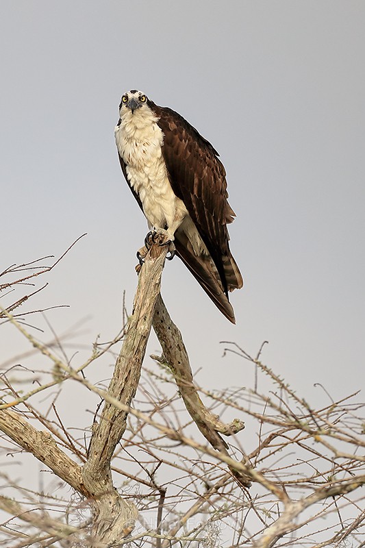 Osprey looks ahead from perch, Blue Cypress Lake, Florida - Osprey