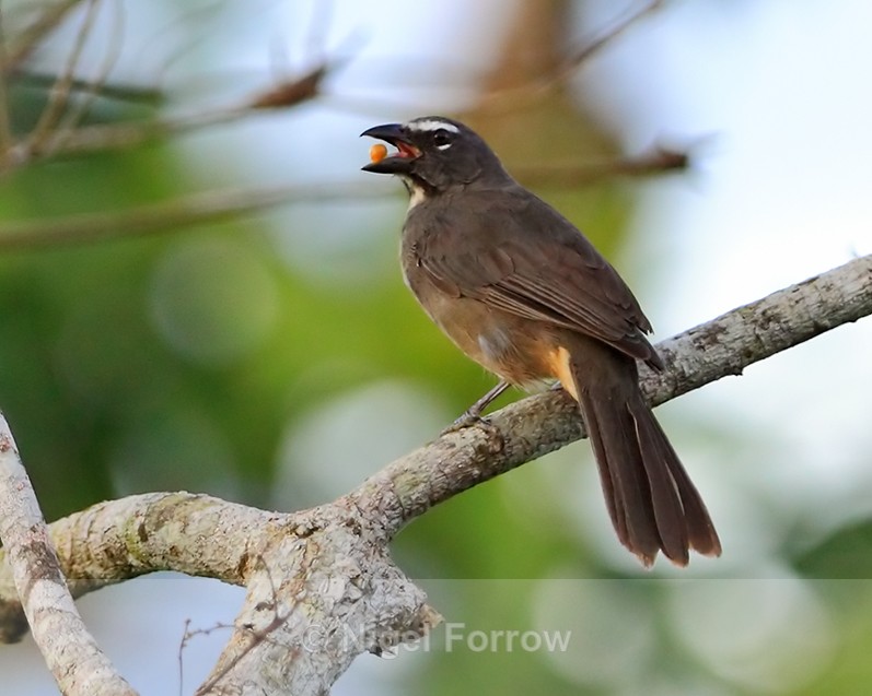 Greyish Saltator eating a fruit at Leaves and Lizards Retreat - Greyish Saltator
