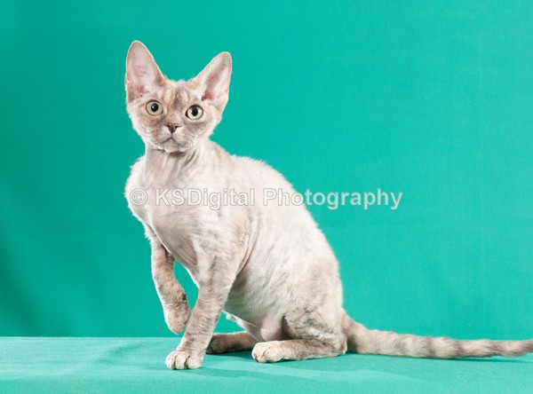  - Villamagic Devon Rexs