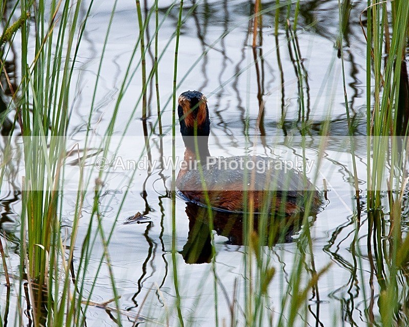 20090620-062 - Slavonian Grebe