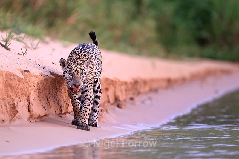 Jaguar walking along beach at dusk, Mato Grosso, Brazil - Jaguar
