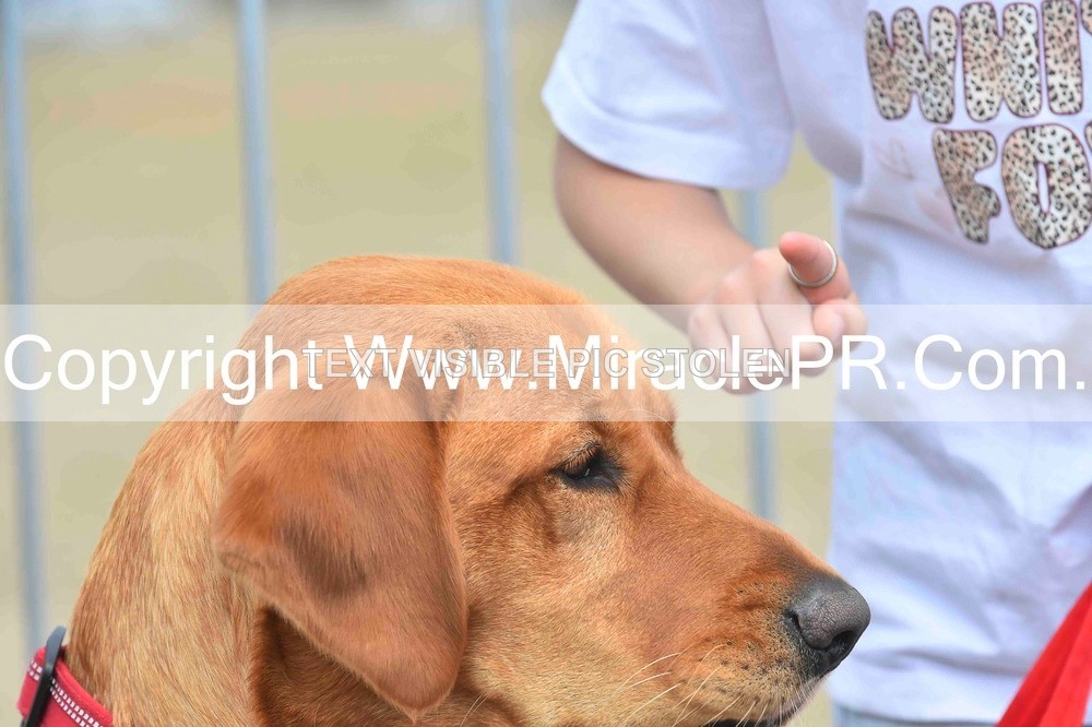 SH4_0120 - Dog show.