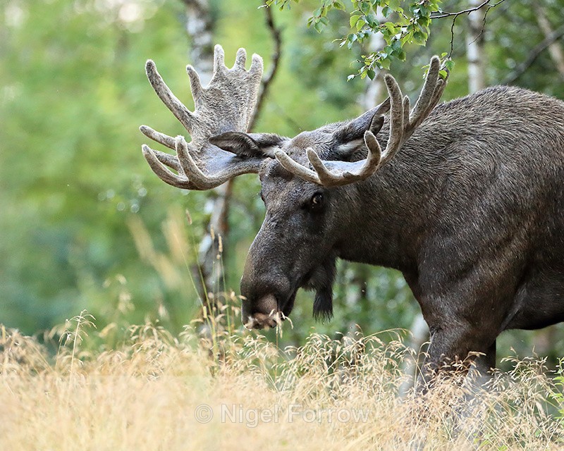 Moose (male) ventures into clearing, Flatanger, Norway - Deer