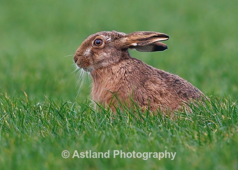 Brown Hare - Latest Images