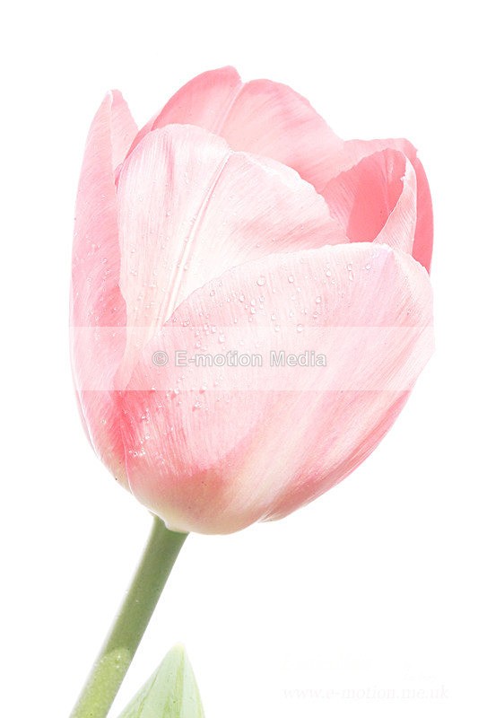 060420 -185557a - Nature