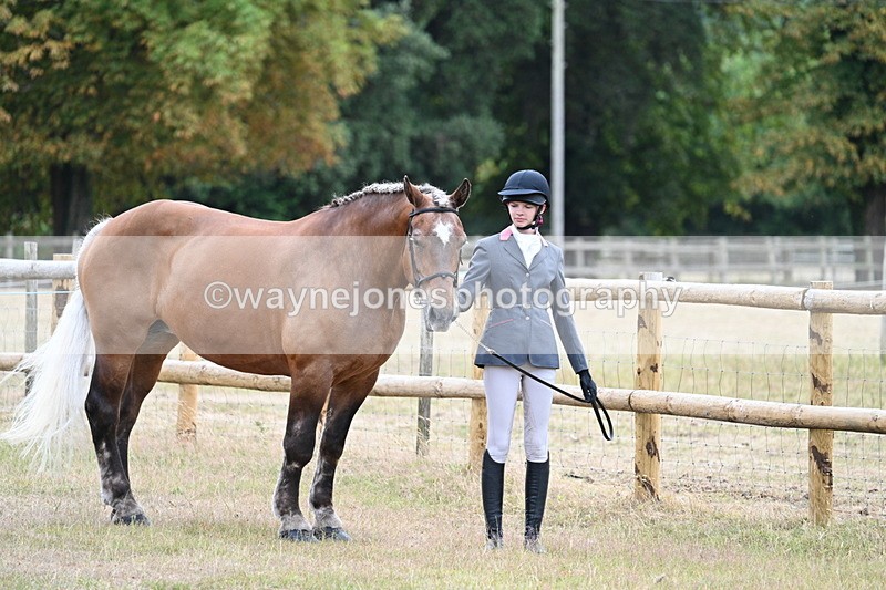 WJ7_8887 - Class 4a Prettiest Mare 14.2hh and over